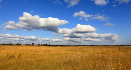 Fototapeta na wymiar nice sky over yellow meadow