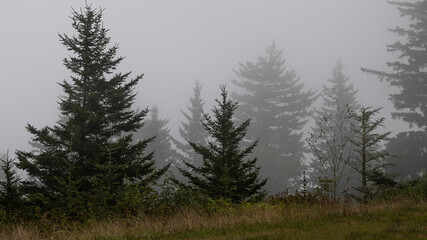 Motionless Forest Enveloped in the Silent Mountain Fog