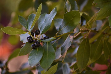 Bay leaf branch with black berries