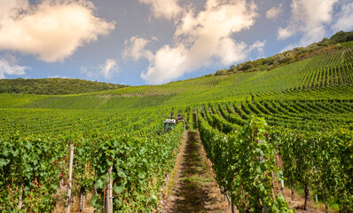 Fototapeta na wymiar Moselle vineyards agriculture scenic Germany