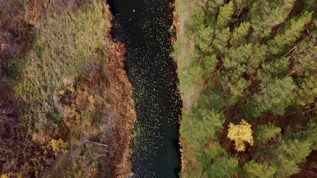 river autumn forest.