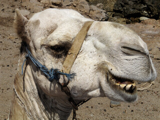 Egypt Smiling camel camels