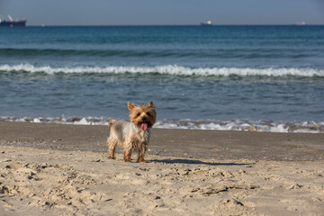 Even the sand on the tongue is a joy