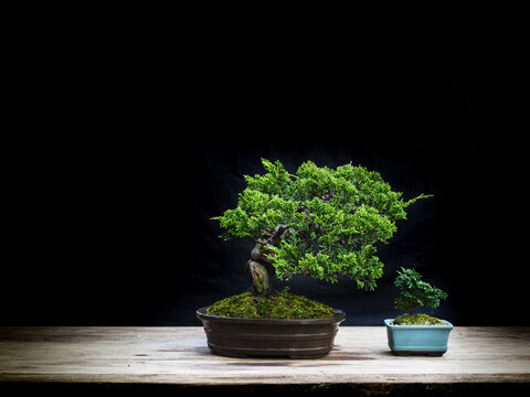 bonsai juniper and cypress