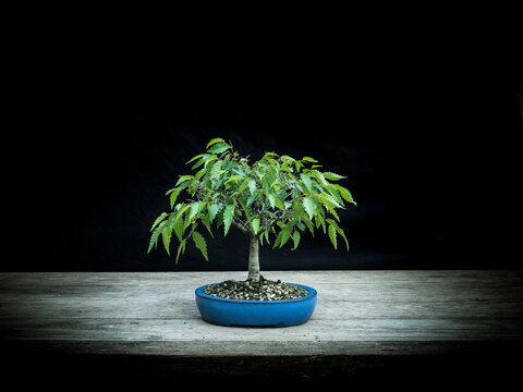 Bonsai Japanese Zelkova Small Size