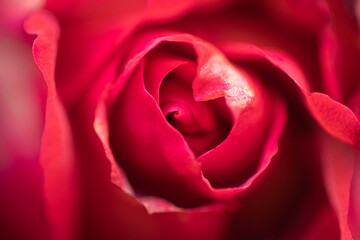 Red Rose in the warm morning sun macro close-up