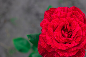 Red flower rose varieties Red Intuition