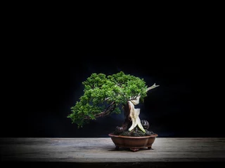 Rolgordijnen Japanese bonsai juniper on wood table © ANUCHA