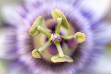 Pasoablossum stamper