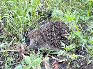 hedgehog in the grass