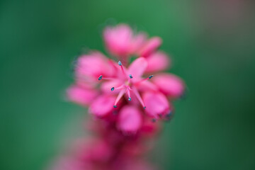 Closeup of a stamper on a green leave background