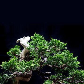 leaf and dead wood bonsai juniper on black background