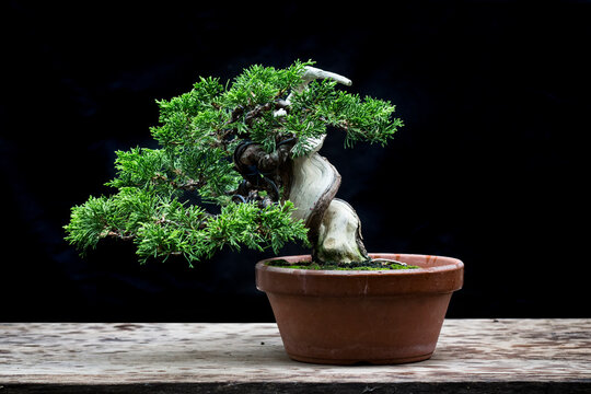 Japanese bonsai twist trunk