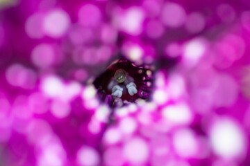 Purple flower shining with a close up view on the stamper