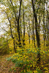 Autumn leaves and trees foliage in Kosutnjak park in Belgrade, the capital of Serbia