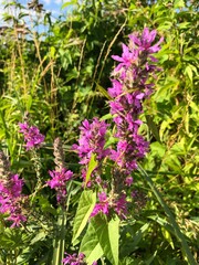 Obraz premium flowers in the garden