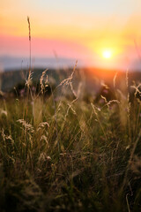 sunrise in the field