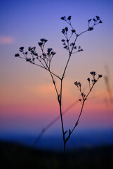 silhouette of a plant