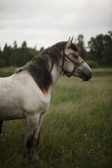 Obraz premium white horse in the field