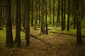 Obraz premium footpath in the woods