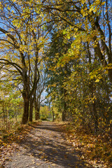 A path in autumn forest on a sunny day.