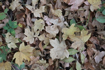 leaves on the ground