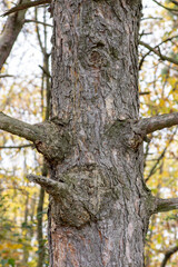 Autumn leaves and trees foliage in Kosutnjak park in Belgrade, the capital of Serbia