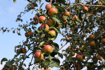 red apples ripen on tree branches in the garden