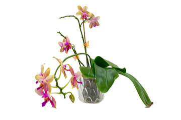 Fototapeta premium Liodoro aroma moth orchid in a pot