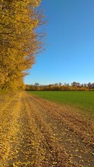 autumn, leaves, field, road