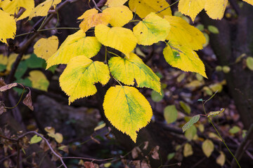 Autumn leaves and trees foliage in Kosutnjak park in Belgrade, the capital of Serbia