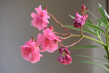 Oleander branch with pink flowers
