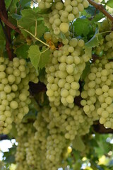 Bunches of green grapes on the vine