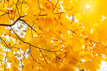 autumn background of orange maple leaves in the Park