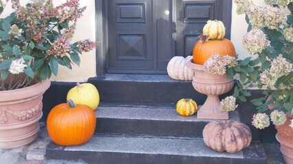 halloween pumpkin and pumpkins
