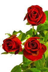 Fototapeta premium Bouquet of three red roses isolate on a white background.