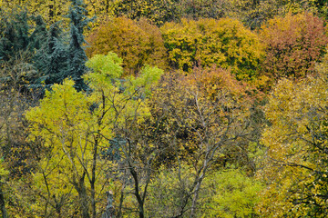 Obraz premium Autumn leaves and trees foliage in Kosutnjak park in Belgrade, the capital of Serbia