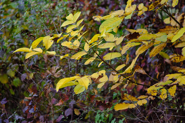 Autumn leaves and trees foliage in Kosutnjak park in Belgrade, the capital of Serbia