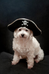 Vertical funny animal photo. Little white dog in pirate hat on black background. Costumed party 