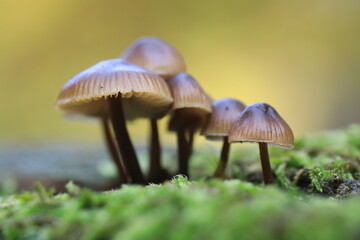Kleiner braune Pilze auf Moos