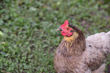 a brown domestic chicken stands in a green meadow and looks sideways into the picture