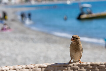 Sparrow perched on a chair on the beach with blue sea and blurred people in the background