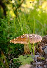 amanita mushroom in the forest