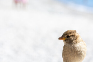 Detail of a young sparrow in profile