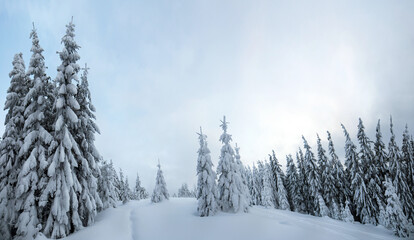 Moody winter landscape of spruce woods cowered with deep white snow in cold frozen mountains.