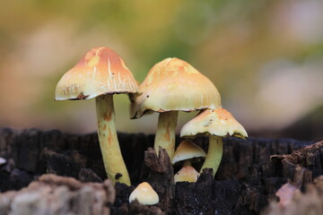 Kleine Pilzgruppe auf einem Baumstamm
