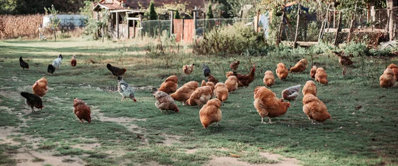 Fototapeten Free range chicken farming in Eastern Serbia. Wide, banner format © stivog