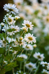 white chrysanthemums on a natural background. Floral greeting card. Selective focus.