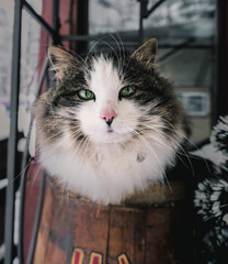 Beautiful closeup of a furry cat with green eyes outdoors at winter time