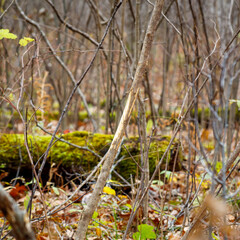 Fresh deer rub on a small tree from a White-tailed buck to mark territory and leave scent for the breeding season, selective focus, background blur, foreground blur
